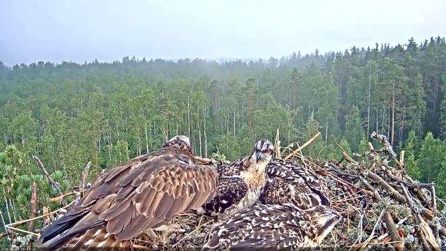 Kalakotkas1~Intruder Osprey attacks the nest of Miina & Marko~6:42 am 2020/06/29 смотреть онлайн