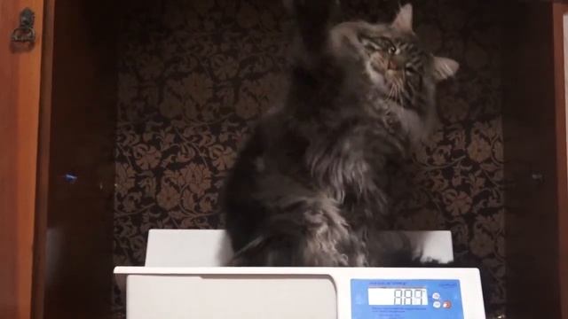 Взвешивание Раджи в 1 год и 9 месяцев/ питомник мейн-кунов ЛИРИКУМ смотреть онлайн