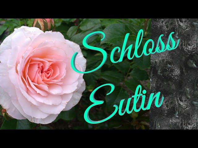 Роза Schloss Eutin.Шраб. смотреть онлайн