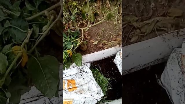 Переселение червя. Осень 2022 г. Опыт дает результат. смотреть онлайн