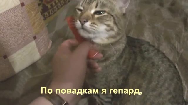Сладкая сказка кота Кузи смотреть онлайн