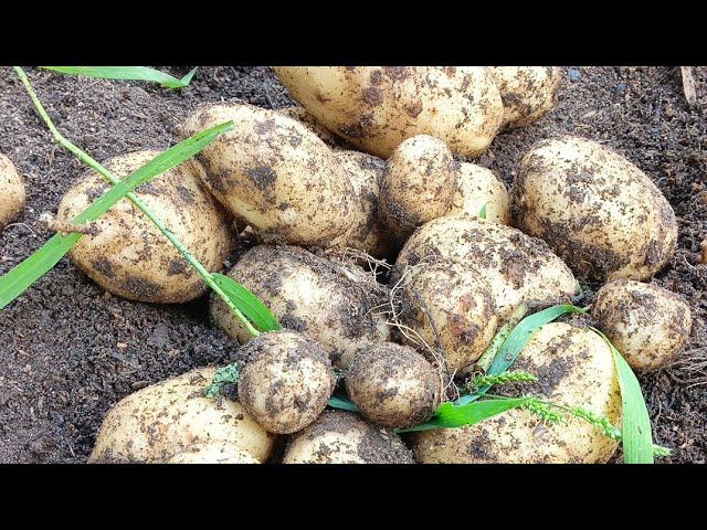 мечта огородника смотреть онлайн