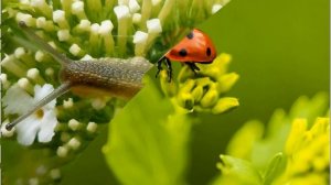 Устное народное творчество 2 класс