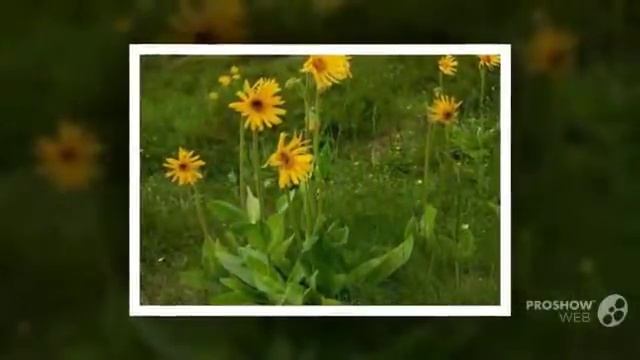 Арника горная