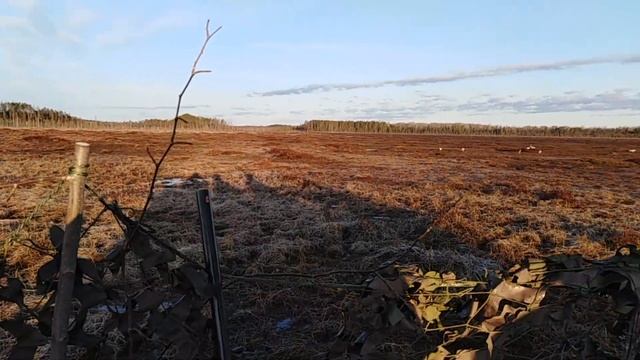 Весенняя охота на гуся / Архангельская область смотреть онлайн