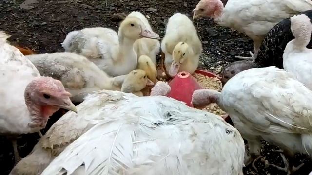 Лето 2021 года…Наше деревенское подворье.