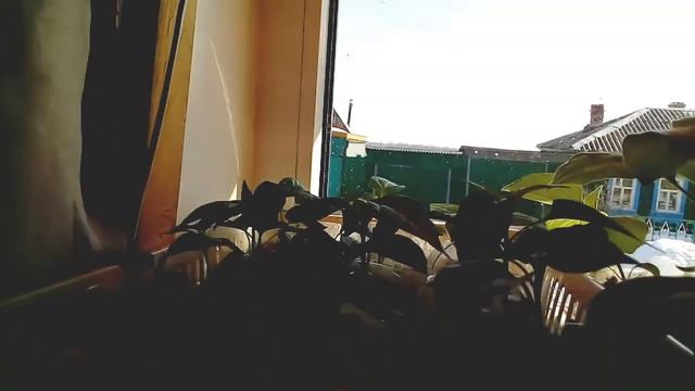 Рассада томатов на 24 марта 2021г. смотреть онлайн