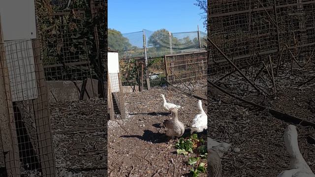 это наша Василиса и 3 ее приемных гусенка) уже выросли с нее ростом