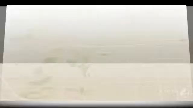 Infundibulicybe - fungi kingdom смотреть онлайн