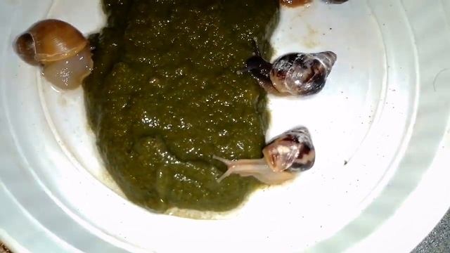 Смузи для улиток. Питание улиток. Кормление улиток. Лакомки для улиток.