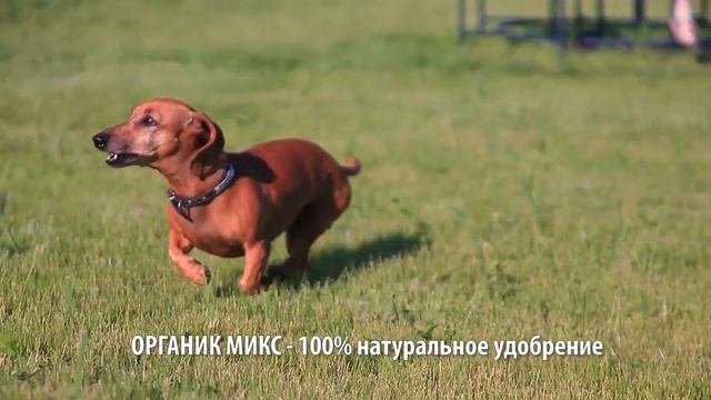 Удобрение для газона