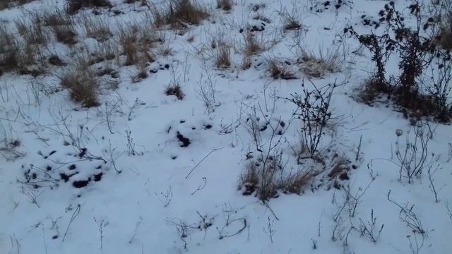 КАК поймать КРОТА смотреть онлайн