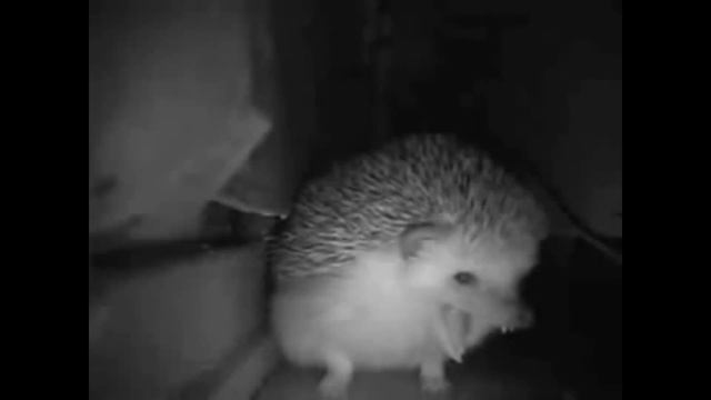 Ёжик чихает 10 часов смотреть онлайн