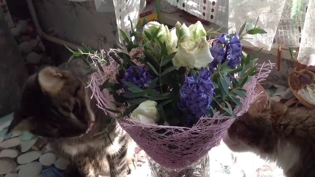Саймон и Барса изучают Букет на День Рождения!! 14/10/18 смотреть онлайн