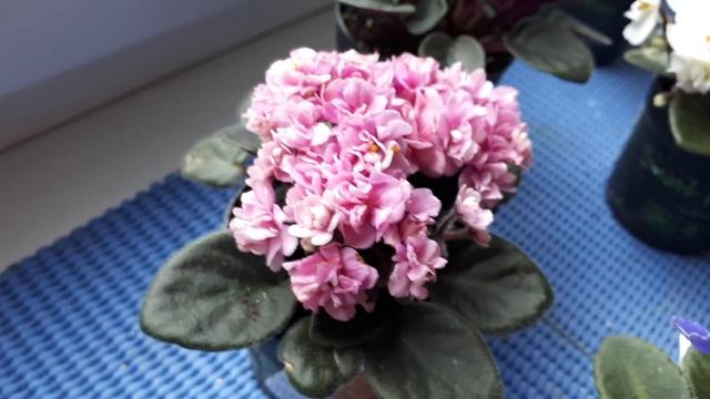 Фиалки промышленных сортов! За и против! смотреть онлайн