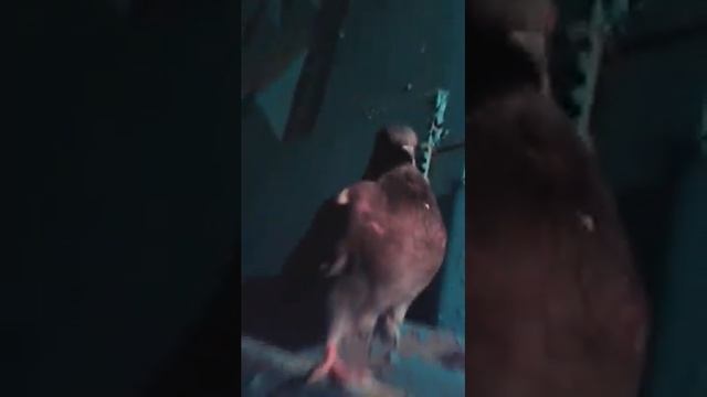 Профиль голубя смотреть онлайн