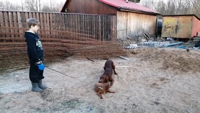 Ирландский сеттер. Щенок. Встреча. Часть 1. смотреть онлайн