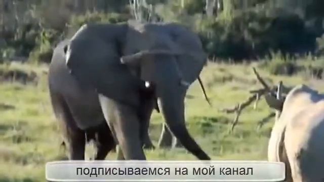 Носорог нападает на слона смотреть онлайн