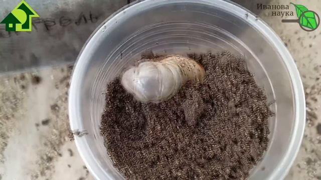 КРАСНЫМ СТЕРЖНЕМ. Не повторяйте этих ошибок, чтобы не лишиться урожая! Так НЕЛЬЗЯ делать! смотреть онлайн