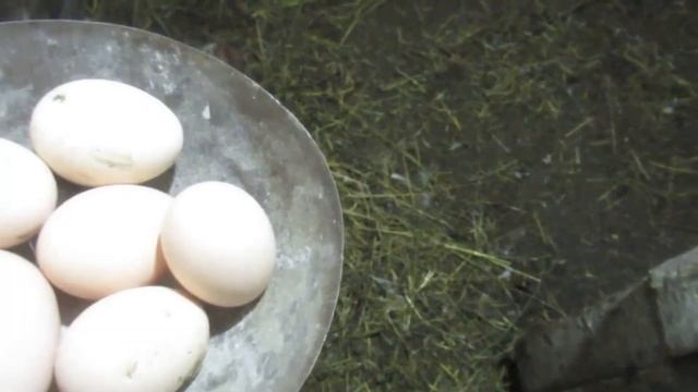 Вечерний обход. Собираем куриные яйца... смотреть онлайн