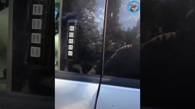 Смешные животные #167.mp4 смотреть онлайн