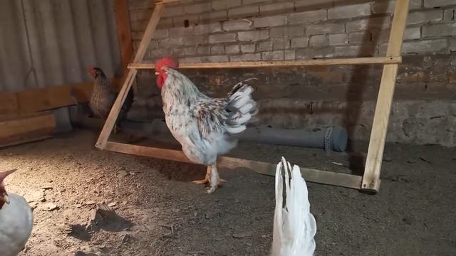 Куры несушки / Содержание кур