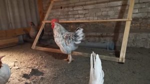 Куры несушки / Содержание кур