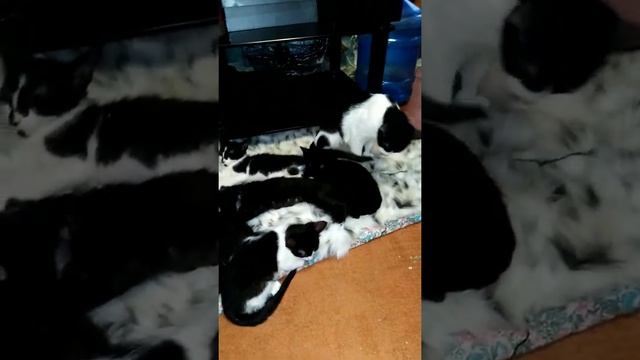 Харьков, кошка пленница, котята ищут себе семью, подари тепло котёнку!!!! смотреть онлайн