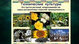 "Искусственные сообщества. Поле", Окружающий мир 4 класс ч.1, с.78-85, Планета знаний.mp4