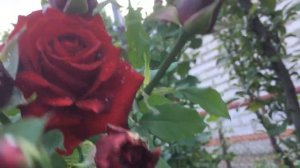 Роза Black Magic (Черная Магия) в моем саду!