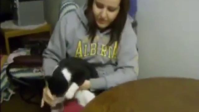 мокрые кошки, смешная подборка мокрых кошек смотреть онлайн