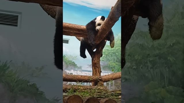 как панда спит #shorts смотреть онлайн