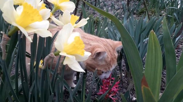 Рыжий котик нюхает цветы смотреть онлайн