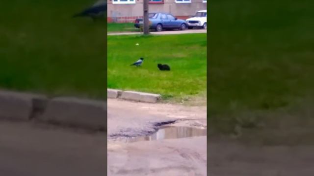 Ворона- гроза района. смотреть онлайн