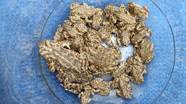 Улов жаб (лягушек) из погреба #2 ? смотреть онлайн