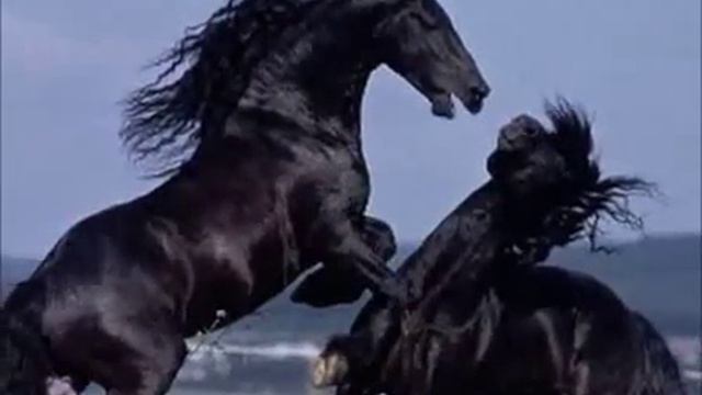 СОН - ст и исп. А. Хопёрский, муз. М. Осипов смотреть онлайн