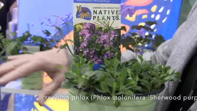 Native plants at the 2020 Philadelphia Flower Show - including natives for shade! смотреть онлайн