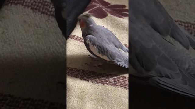 Попугай корелла отчитывает своего хозяина