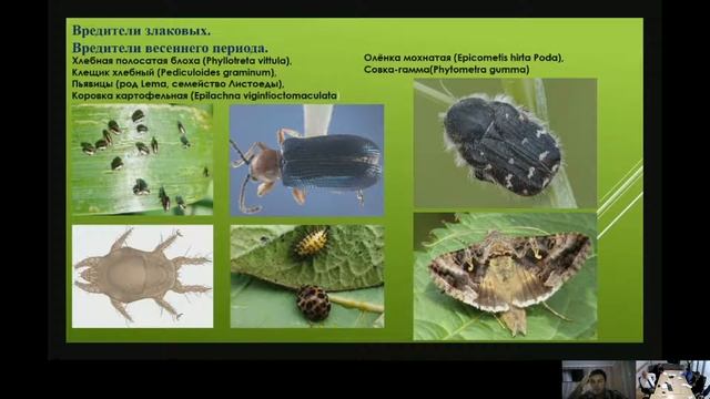 Вредители зерновых культур, вебинар. смотреть онлайн