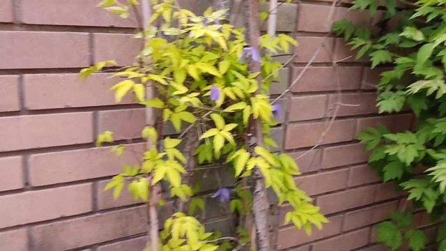 Клематис Столвік смотреть онлайн