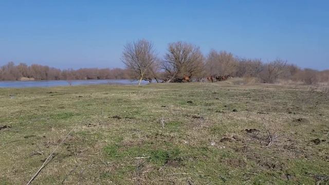 остров Ермак, дикие лошади смотреть онлайн