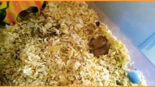 ХОМЯЧАТА НЮШИ КРИЧАТ?! | ЕСТЬ ОДИН ВОПРОС🤔 |НЮША И ФАНЯ |Жили были хомяки смотреть онлайн