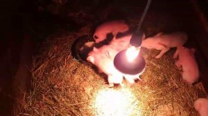 Опорос свиньи//Кормления новорожденных поросят.