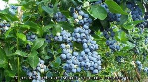 Голубика Торо