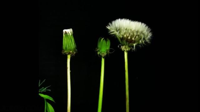 Dandelion seed heads opening in timelapse (2 clip samples) V11576 смотреть онлайн