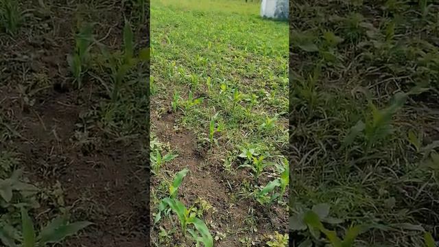 Кукуруза сорт харди смотреть онлайн