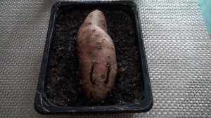 Ипомея батат. Выращивание из клубня.