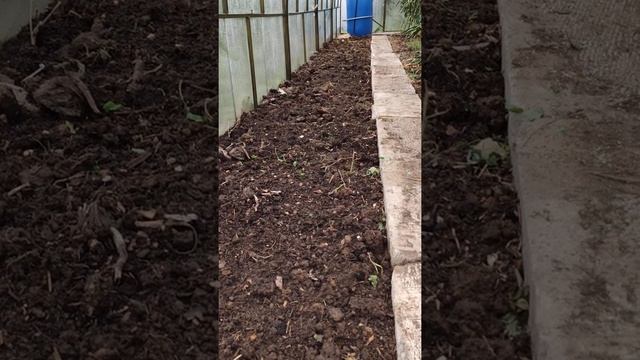 #Shorts ГОТОВИМ ПОЧВУ в ТЕПЛИЦЕ на ЗИМУ, СИДЕРАТ ФАЦЕЛИЯ для УЛУЧШЕНИЯ ПОЧВЫ/ЖИВУ на СЕЛЕ*СЕЛЯНИН смотреть онлайн