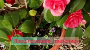 Японская красавица. Камелия.