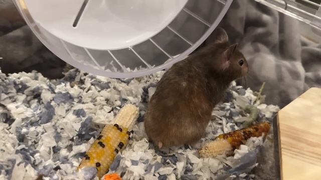 Неужели пришло время Бусинки? Что происходит? #натальяфальконе #сша #usa смотреть онлайн